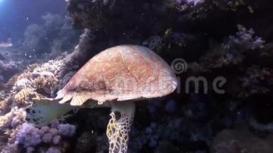 红海中巨大的爬行动物海鳖甲.